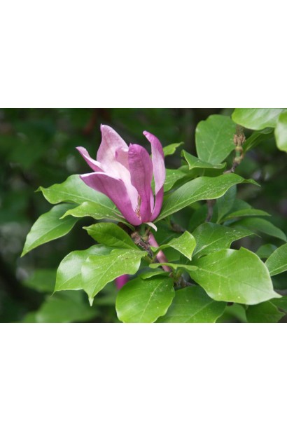 Магнолія гібридна Сьюзан розпускання квітів