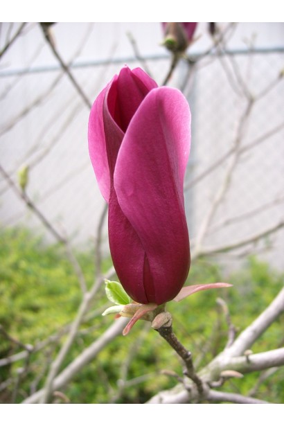Магнолія бордова Сьюзан бутон
