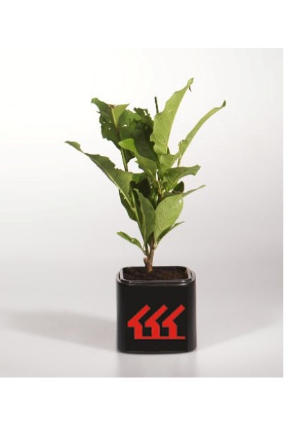 Магнолія гібридна Сюзан саджанець Р9