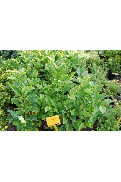 Саджанці магнолії Susan в контейнерах