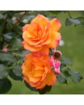 Троянда плетиста Сахара (жовто-помаранчева) | Роза плетистая Сахара (желто-оранжевая) | Climbing rose Sahara yellow-orange