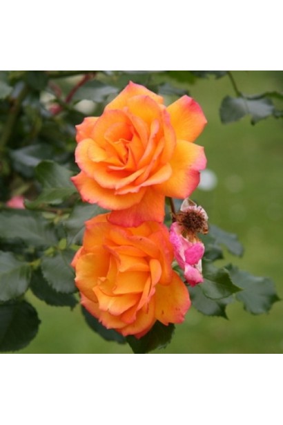 Троянда плетиста Сахара (жовто-помаранчева)