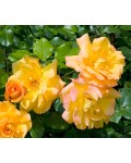 Роза плетистая Сахара (желто-оранжевая) | Троянда плетиста Сахара (жовто-помаранчева) | Climbing rose Sahara yellow-orange