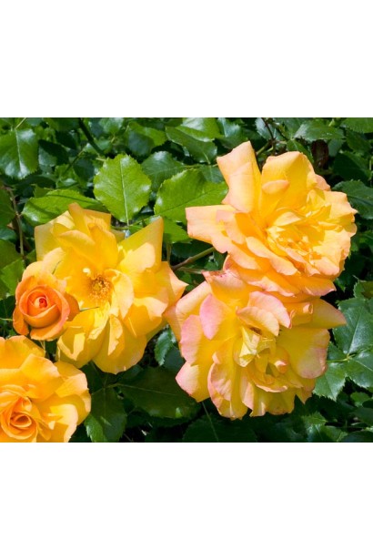 Троянда Сахара – рясне цвітіння і яскраві кольори.