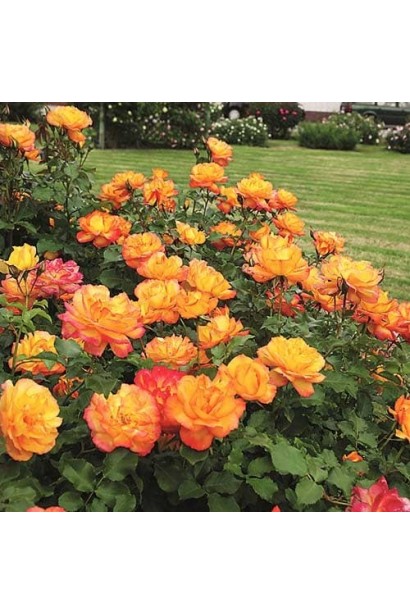 Троянда Сахара – яскраві жовто-помаранчеві квіти.
