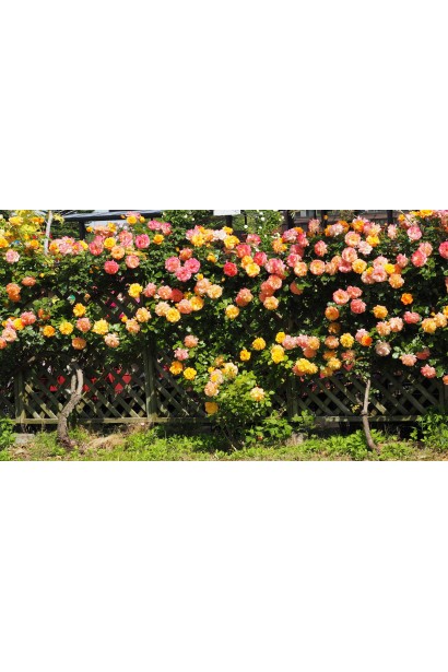 Rose Sahara – насичене цвітіння у жовто-помаранчевій гамі.