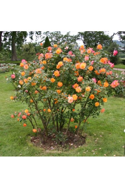 Climbing rose Sahara – виразне цвітіння протягом усього сезону.