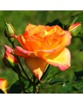 Роза плетистая Сахара (желто-оранжевая) | Троянда плетиста Сахара (жовто-помаранчева) | Climbing rose Sahara yellow-orange