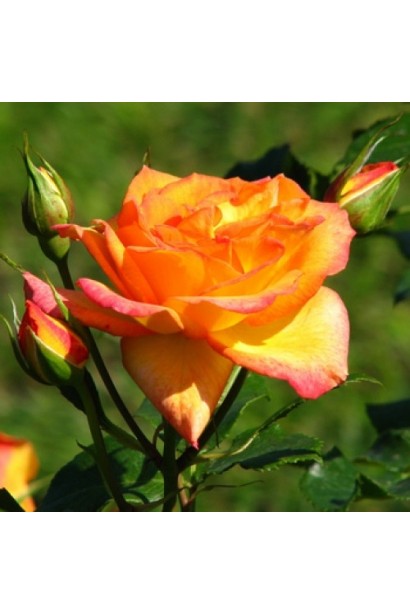 Троянда Сахара квітка