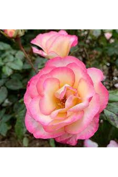 Rosa climber Handel – элегантное двухцветное цветение.