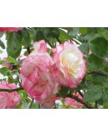 Троянда плетиста Хендель (кремово-біла з малиново-рожевою каймою) | Роза плетистая Хендель (кремово-белая с малиново-розовой каймой) | Rosa climber Handel