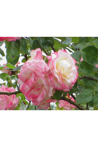 Роза Хендель – устойчива к болезням.