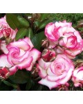 Роза плетистая Хендель (кремово-белая с малиново-розовой каймой) | Троянда плетиста Хендель (кремово-біла з малиново-рожевою каймою) | Rosa climber Handel