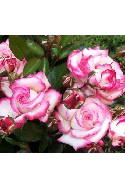 Роза Хендель – кремово-белая с розовой каймой.