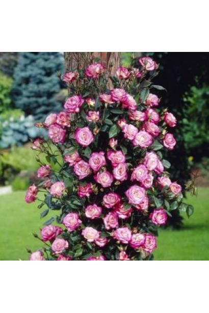 Роза Хендель – идеальна для вертикального озеленения.