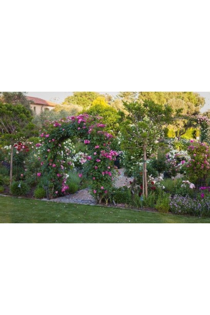 Роза Хендель – универсальная для арок и заборов.