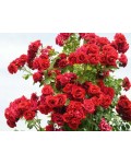 Троянда плетиста Найхеглют (темно-червона) | Роза плетистая Найхеглют (темно-красная) | Rosa climber Naheglut