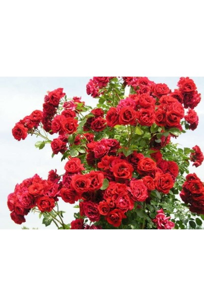 Троянда плетиста Найхеглют – глибокий темно-червоний колір.