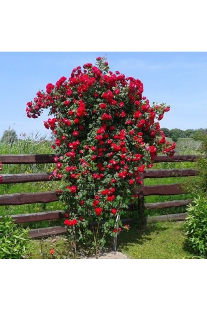 Троянда Найхеглют – насичені червоні пелюстки на опорі