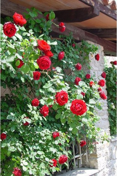 Rosa Naheglut – кущ із витонченими червоними бутонами.