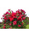 Троянда плетиста Найхеглют (темно-червона) | Роза плетистая Найхеглют (темно-красная) | Rosa climber Naheglut