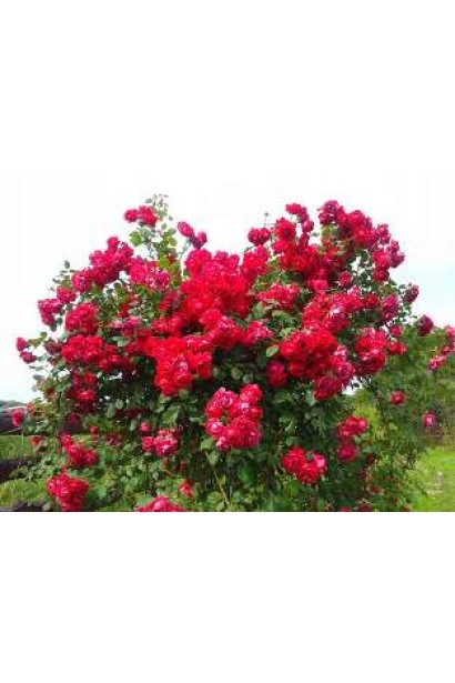 Троянда Найхеглют – насолода для очей у червоних тонах.