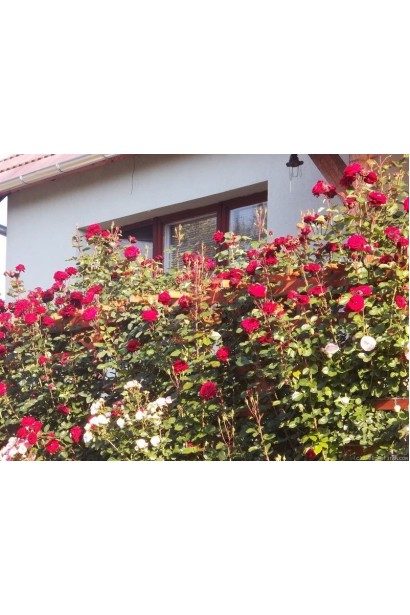 Троянда плетиста Найхеглют (темно-червона)