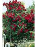 Роза плетистая Найхеглют (темно-красная) | Троянда плетиста Найхеглют (темно-червона) | Rosa climber Naheglut