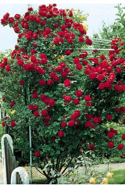 Rosa Naheglut – ідеальна для вертикального озеленення