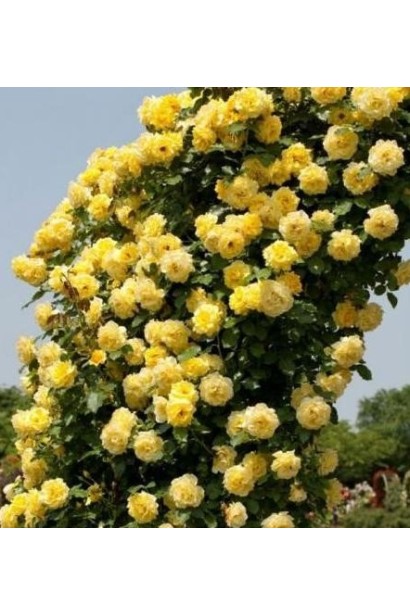 Арка из роз Голд Бьюти