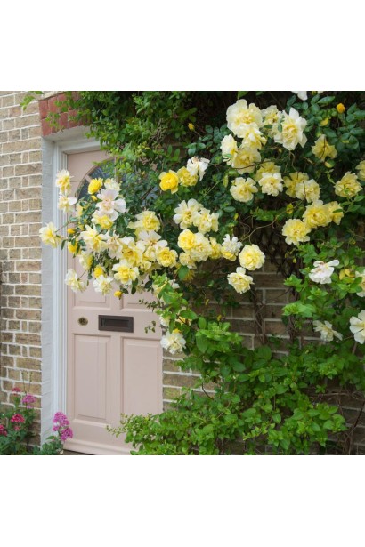 Роза плетиста Голд Бюти – золотистый акцент сада.