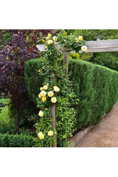 Роза Голд Бюти – невыразимая красота желтых бутонов