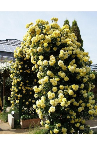 Gold Beauty climbing rose – идеальна для арок и обоев.