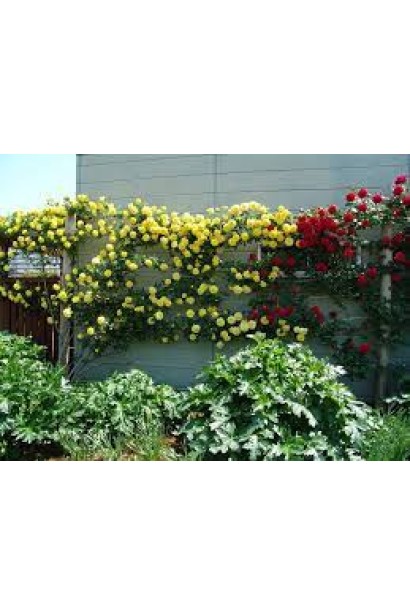 Gold Beauty climbing rose – идеальна для арок и обоев.