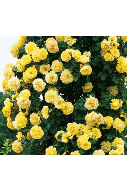 Climbing rose Gold Beauty – роскошные желтые цветы.