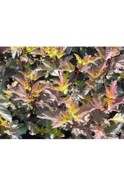 Physocarpus Opulifolius ’Diable d’Or’ (R)