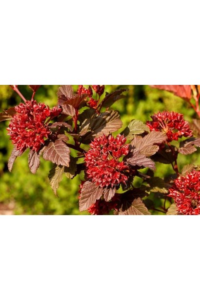 Квіти пухироплідника Калинолистного