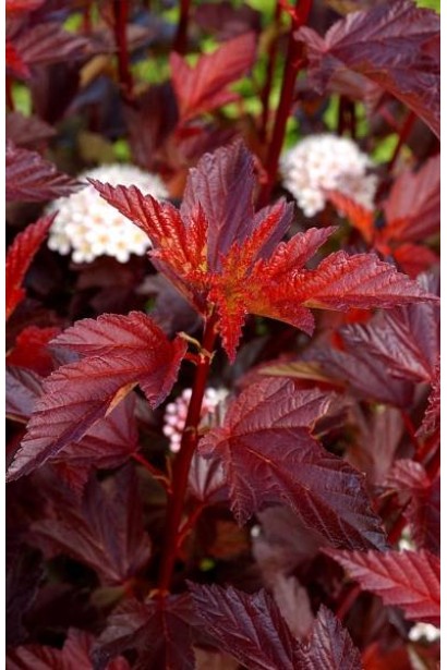 Пухироплідник калинолистий Діабло д Ор