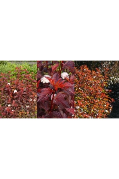 Кущ із золотисто-червоним листям у ландшафтному дизайні.