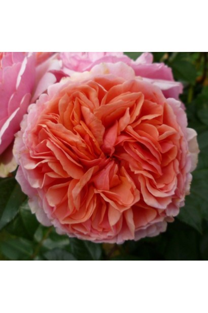 Роза Чиппендейл – розово-белые лепестки.