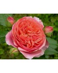 Роза шраб Чиппендейл (оранжево-розовая с белым кантом) | Троянда шраб Чиппендейл (помаранчево-рожева з білим кантом) | Rose shrub Chippendale orange-pink with white piping