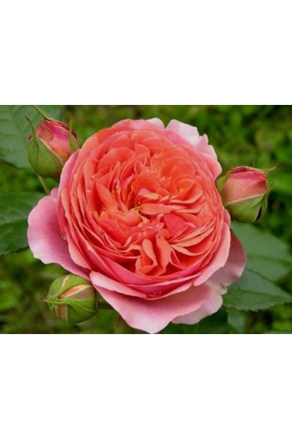 Роза Чиппендейл – пышный цветок