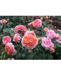 Троянда шраб Чиппендейл (помаранчево-рожева з білим кантом) | Роза шраб Чиппендейл (оранжево-розовая с белым кантом) | Rose shrub Chippendale orange-pink with white piping