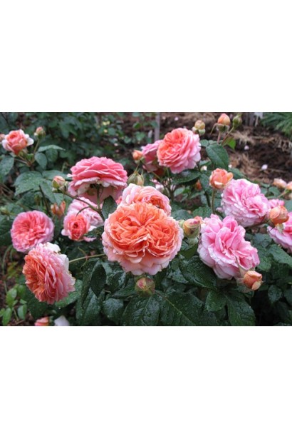 Роза Чиппендейл – оранжевые оттенки