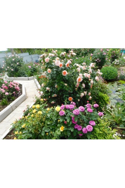 Куст розы Чиппендейл в саду