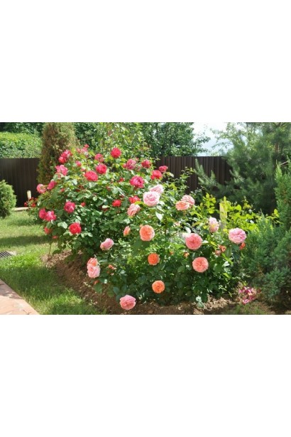 Куст розы Чиппендейл на высоте