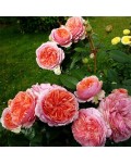 Троянда шраб Чиппендейл (помаранчево-рожева з білим кантом) | Роза шраб Чиппендейл (оранжево-розовая с белым кантом) | Rose shrub Chippendale orange-pink with white piping