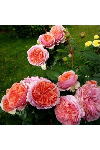 Роза шраб Чиппендейл (оранжево-розовая с белым кантом)