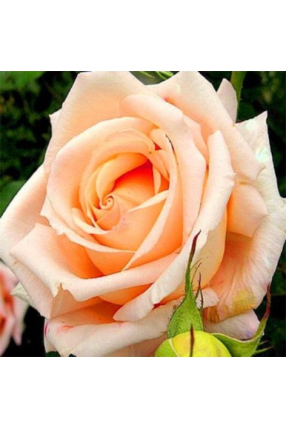 Пелюстки троянди Версилия – персиково-рожеві відтінки