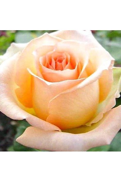 Тea hybrid rose Versilia